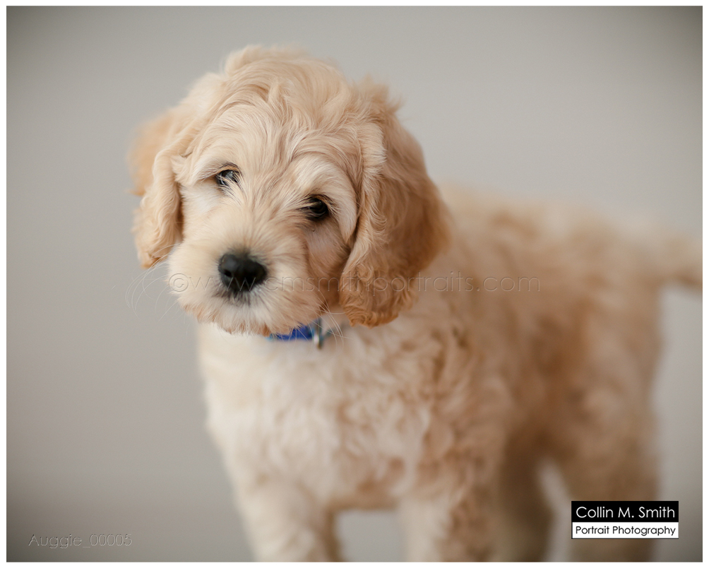 © Collin M. Smith Portrait Photography www.cmsmithportraits.com/blog